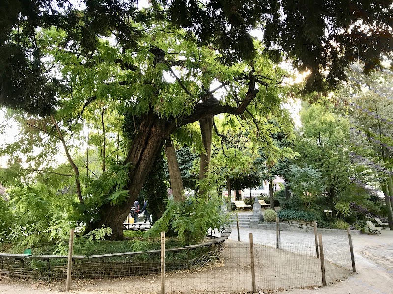The Oldest Tree in Paris