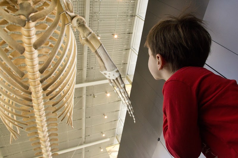 Beaty Biodiversity Museum